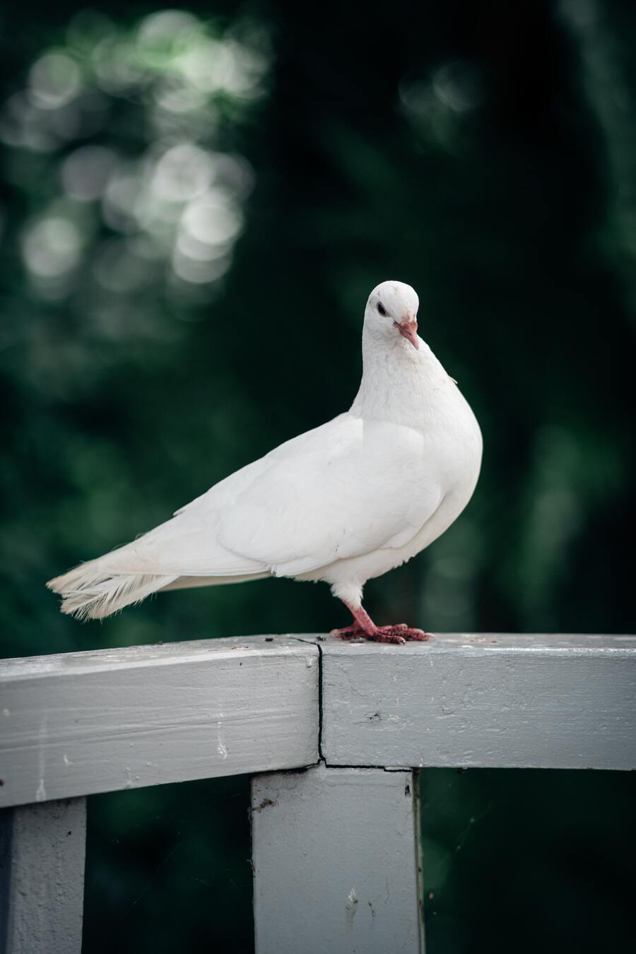 9 Spiritual Meanings of a Pigeon Coming into House (White and Grey)