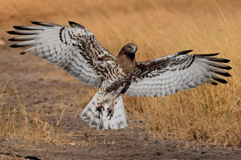 9 Spiritual Meanings of Seeing a Hawk Up Close (Visits You)