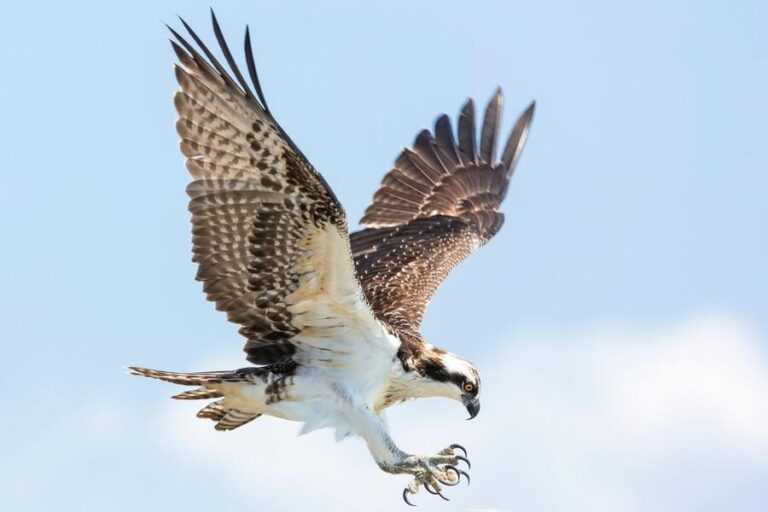9 Spiritual Meanings of Seeing a Hawk Up Close (Visits You)