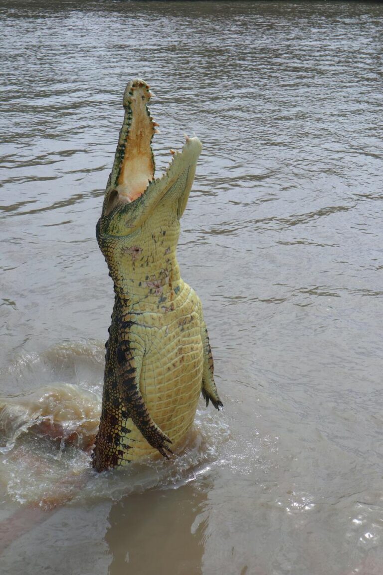 9 Spiritual Meanings of Crocodiles in Dreams (or Alligators)