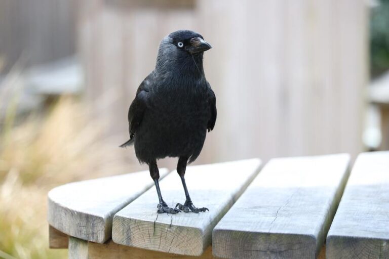 15 Spiritual Meanings of Seeing Black Birds Bad Omen?