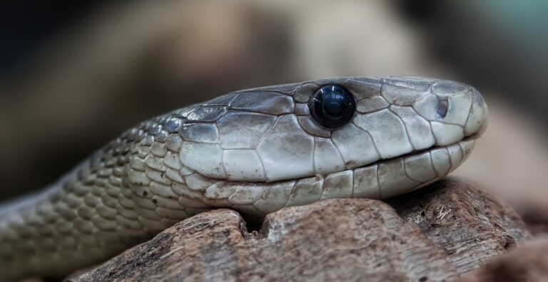 14 Spiritual Meanings of a Snake in House: It's Bad Luck?