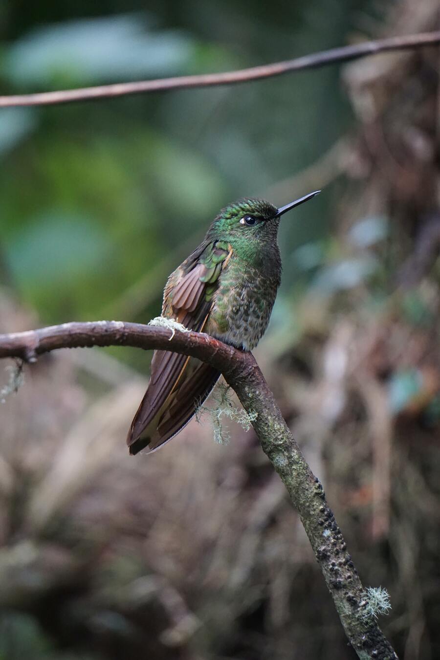 9 Meanings of the Hummingbird in Christianity and the Bible