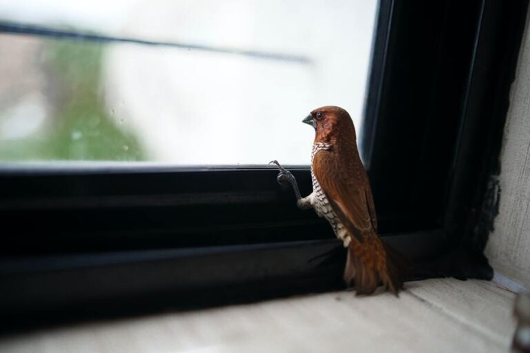 9 Spiritual Meanings of a Bird Hit Window and Still Alive