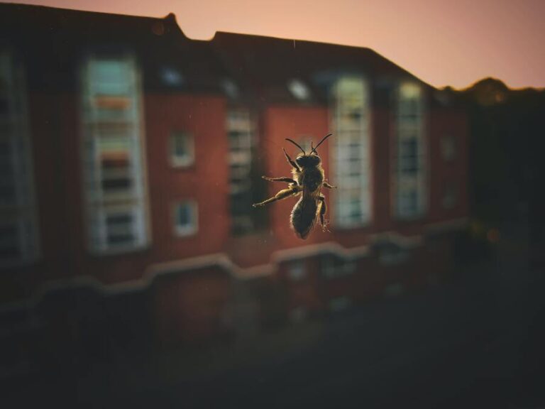 9 Meanings of Bees in Your House Spiritual & Biblical