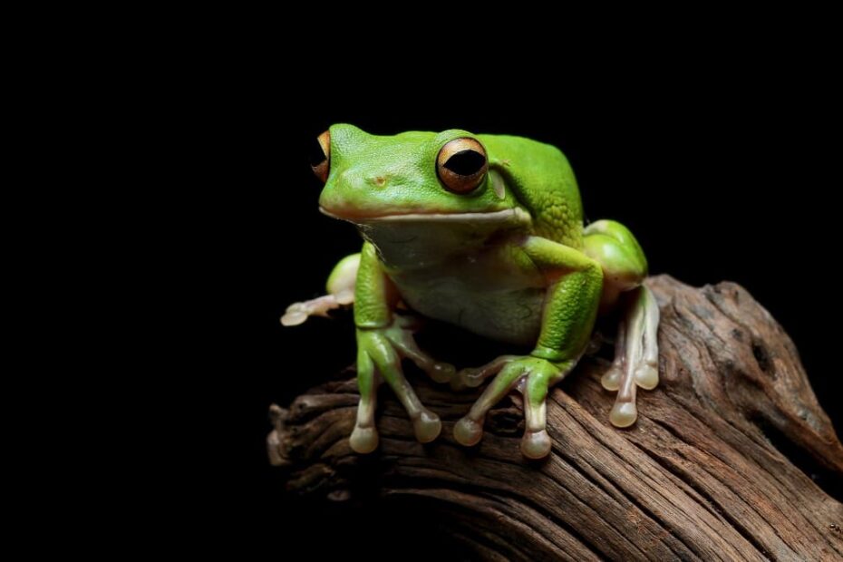 8 Spiritual Meanings of Seeing a Frog at Night