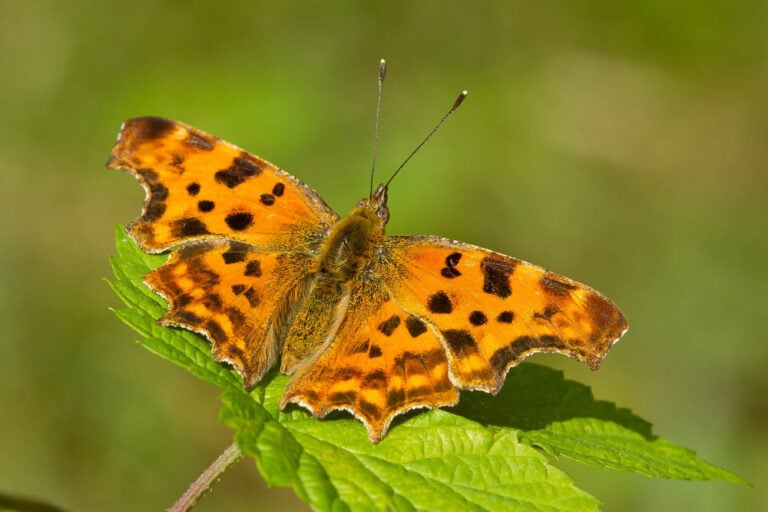 brown-and-orange-butterfly-meaning-8-spiritual-signs