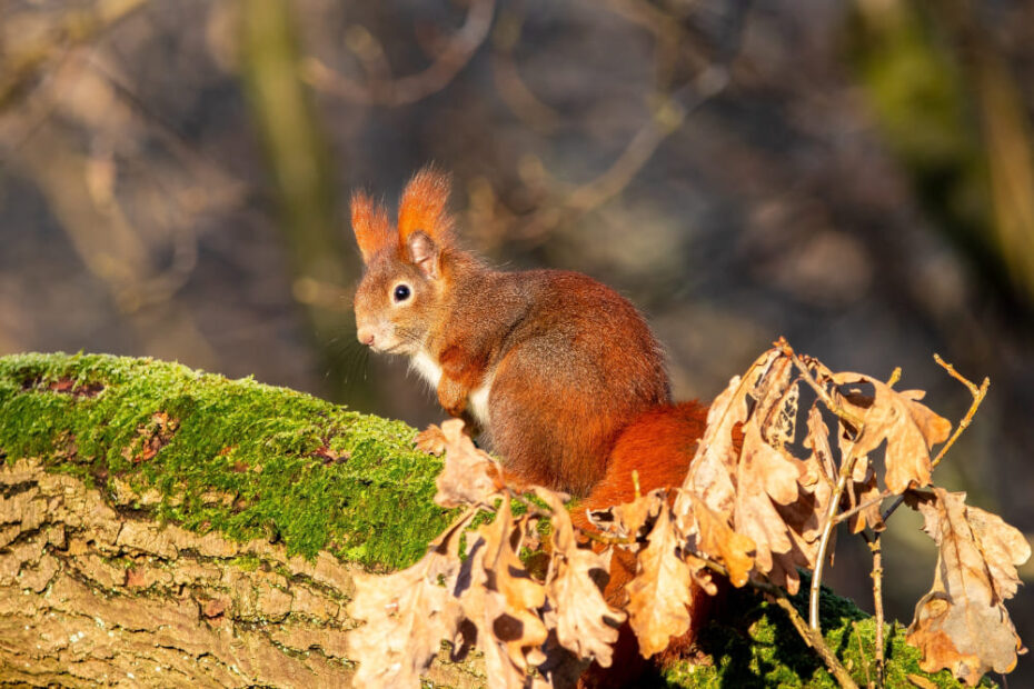 Spiritual Meaning Of A Squirrel Crossing Your Path Day & Night