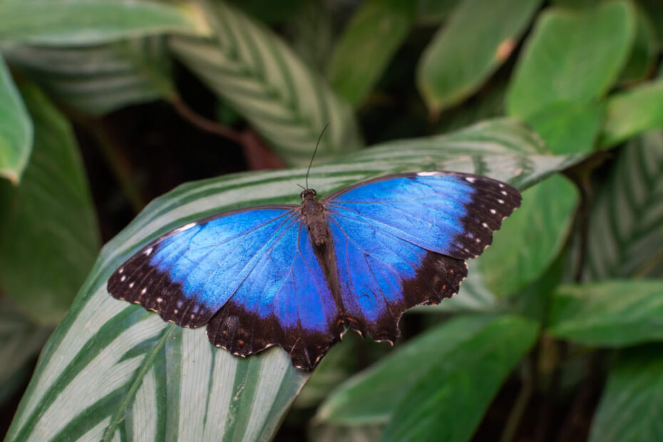 Blue Monarch Butterfly Meaning 9 Spiritual Signs blue-monarch-butterfly-meaning-9-spiritual-signs