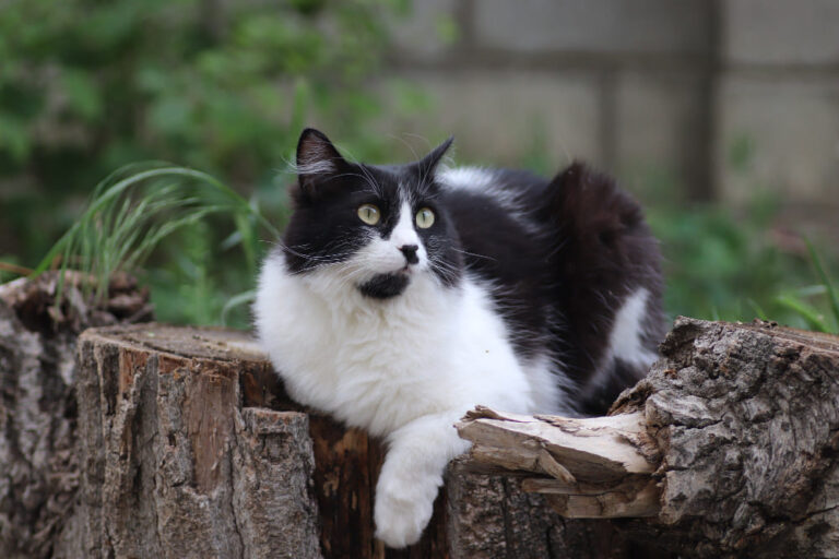 Seeing a Black and White Cat Spiritual Meaning