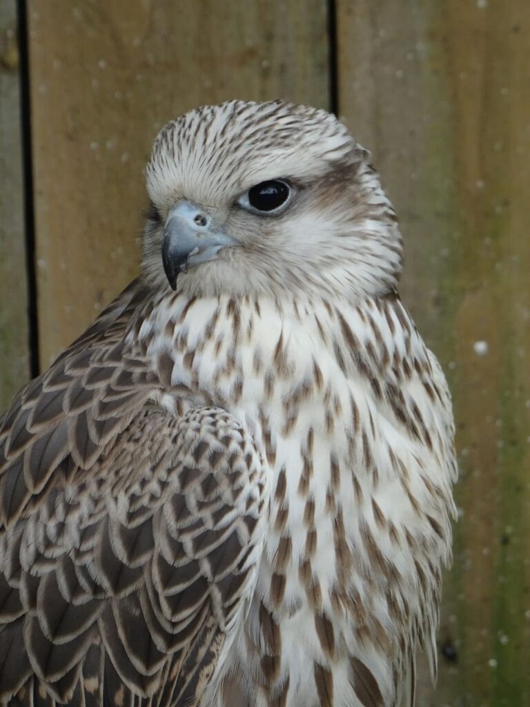 9 Spiritual Meanings of Seeing a Falcon (Near House)