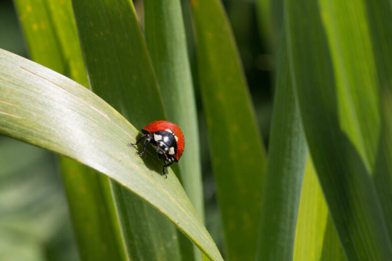 Ladybug With No Spots Spiritual Meaning: 7 Messages