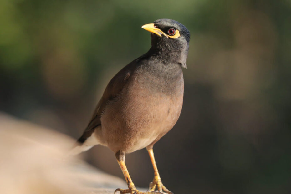 2 Myna Bird Spiritual Meaning and Superstitions