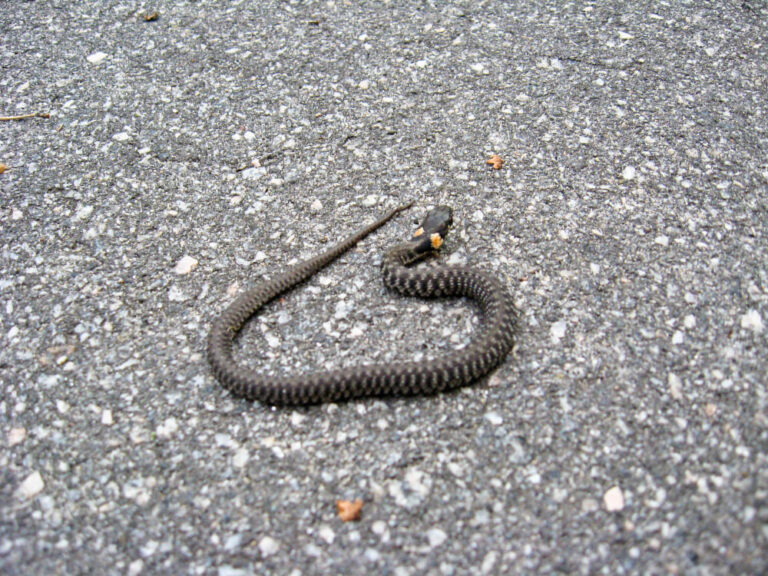 7 Dead Snake Spiritual Meanings: in House, Road, Doorstep